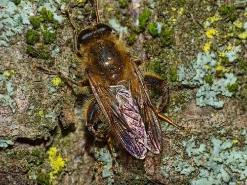 Brachypalpus valgus